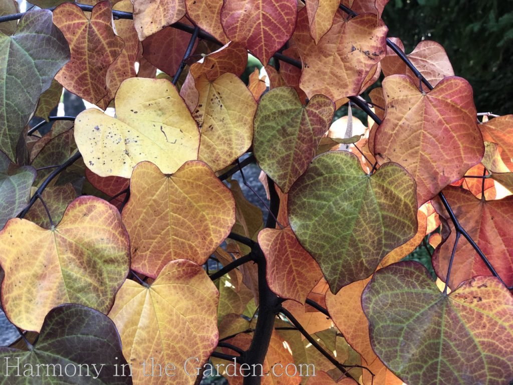 cercis 'Ruby Falls'