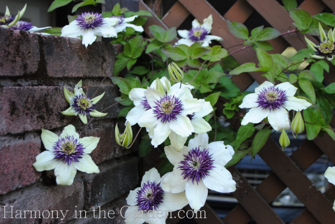 spring blooming plants