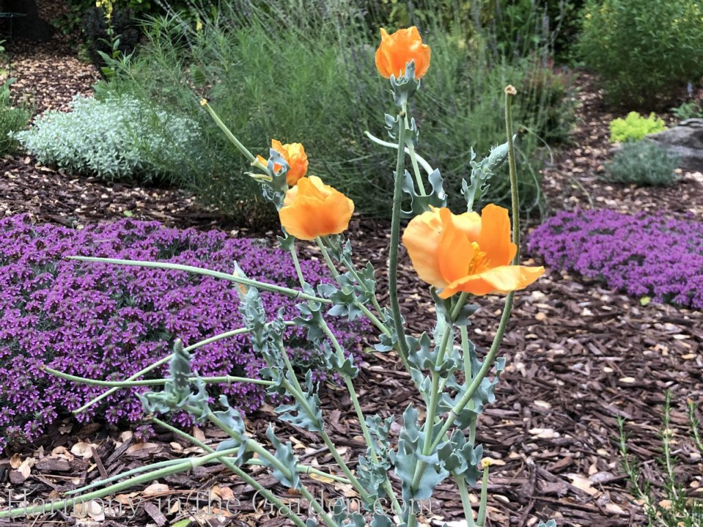 Glaucium flavum aurantiacum Horned Poppy'