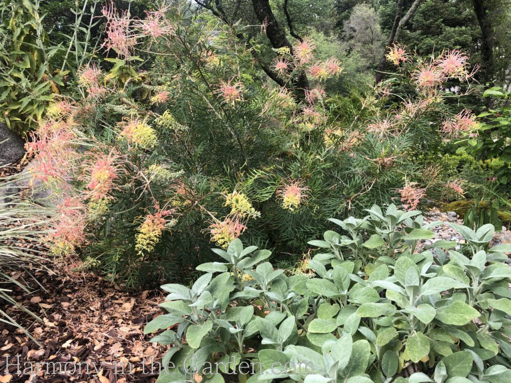 Grevillea 'Peaches & Cream' and Salvia 'Bergartten'