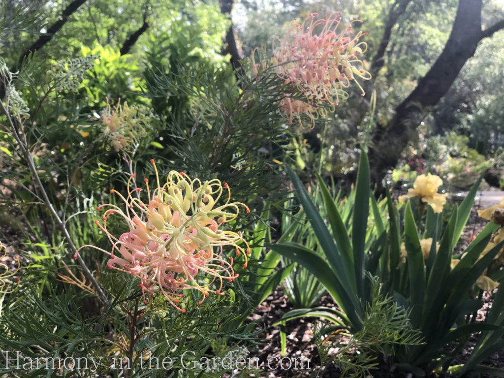 Grevillea 'Peaches & Cream'