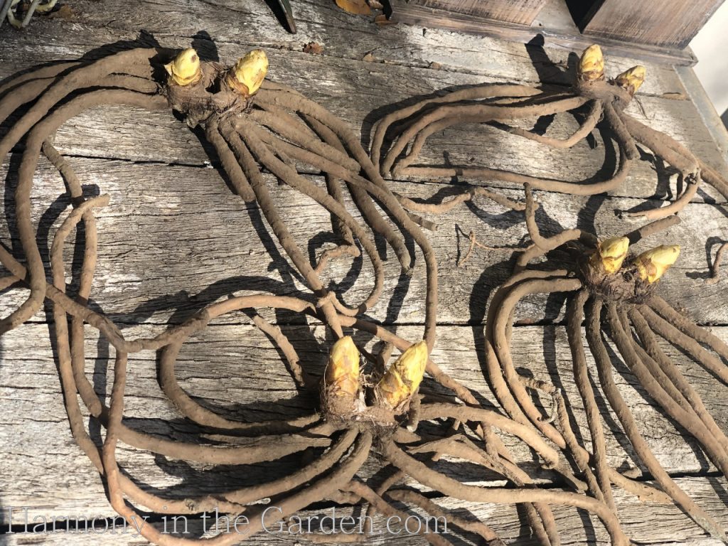 foxtail lily tubers