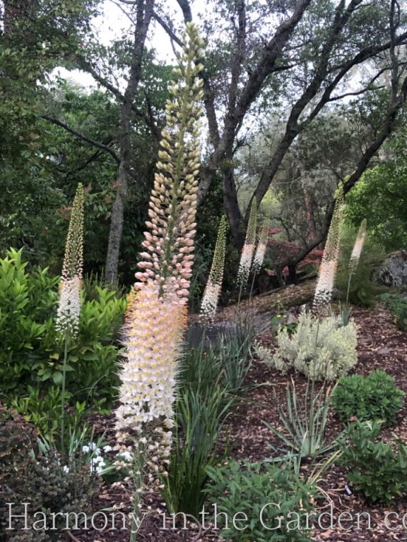 Eremerus (Foxtail Lilies)