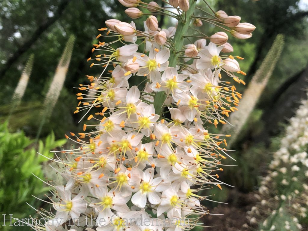 foxtail lily