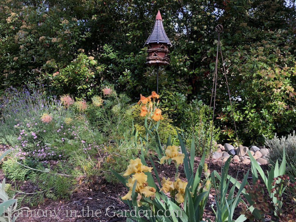 Iris 'Voltage' and Grevillea 'Peaches & Cream'