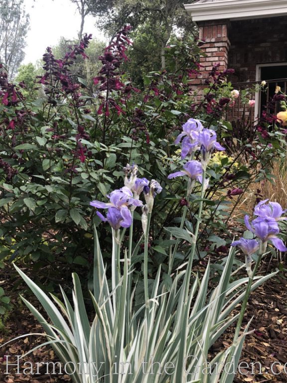 spring blooming plants