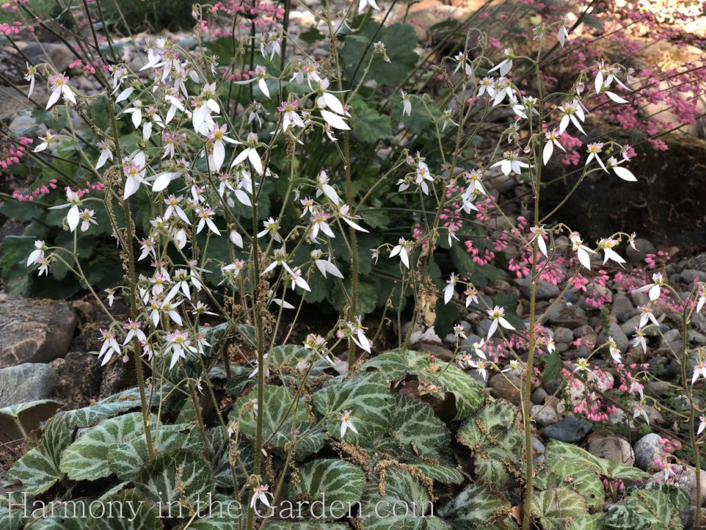 spring blooming plants