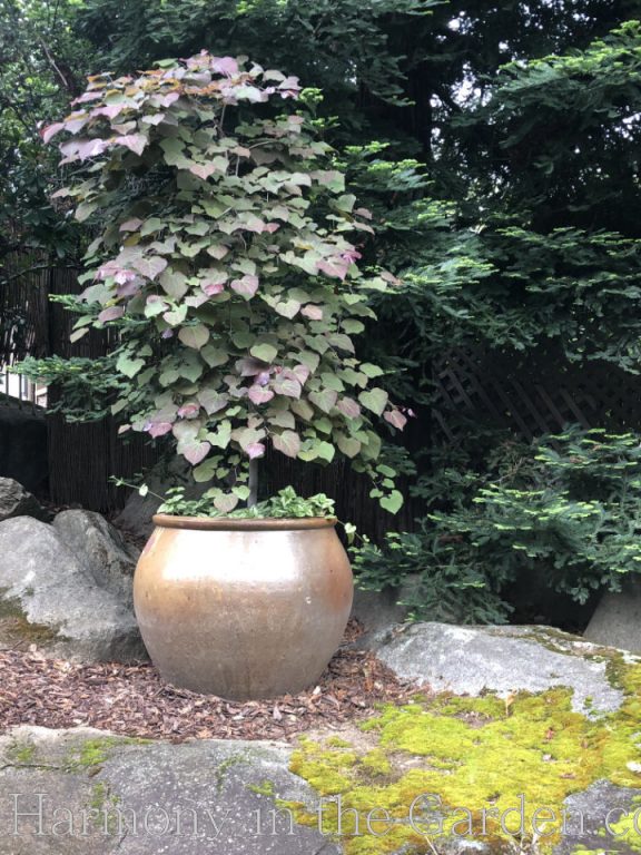 cercis 'ruby falls' container design