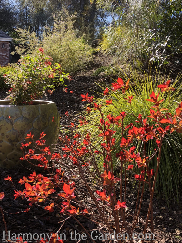 spring blooming plants