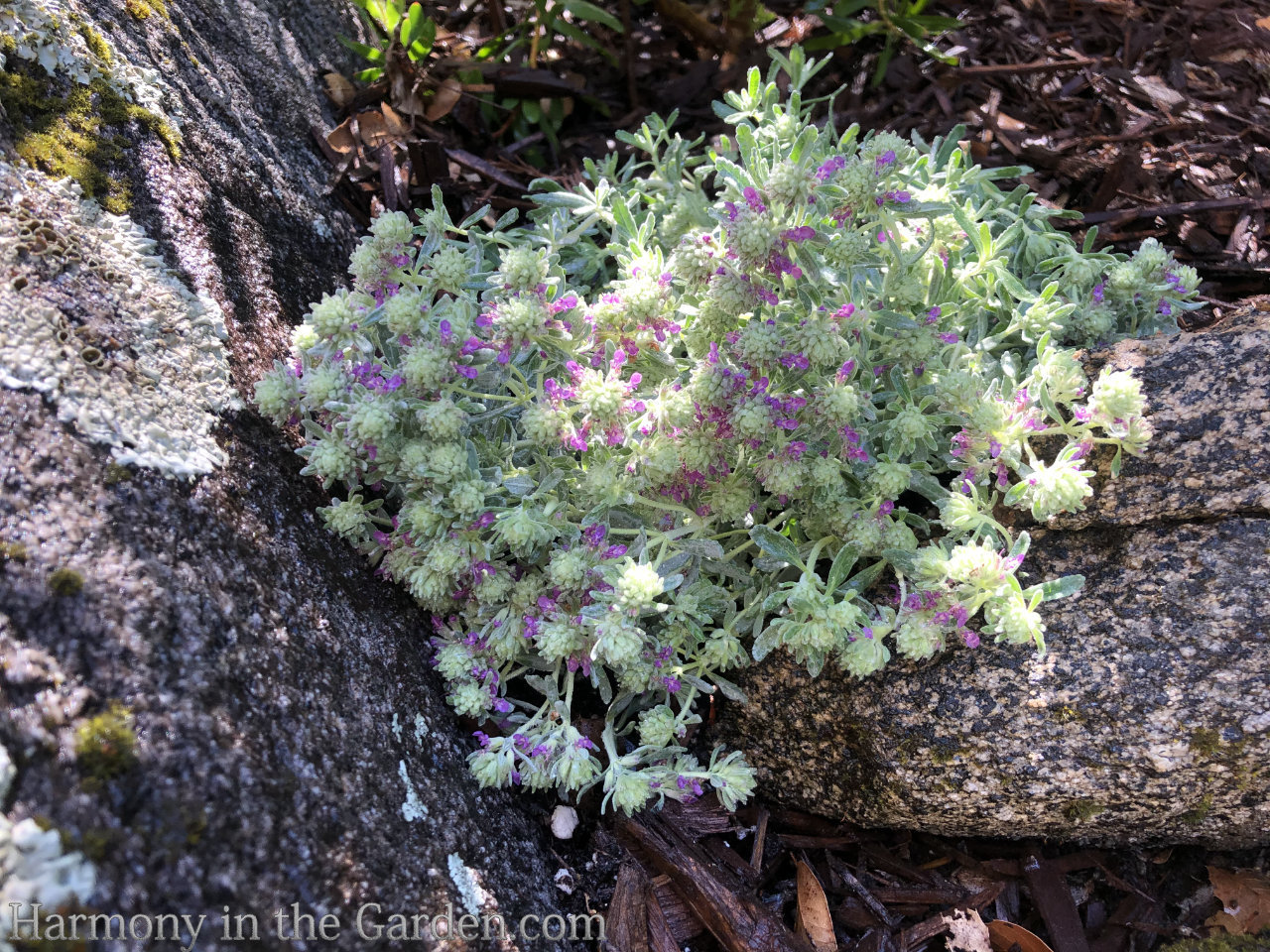 drought tolerant perennial