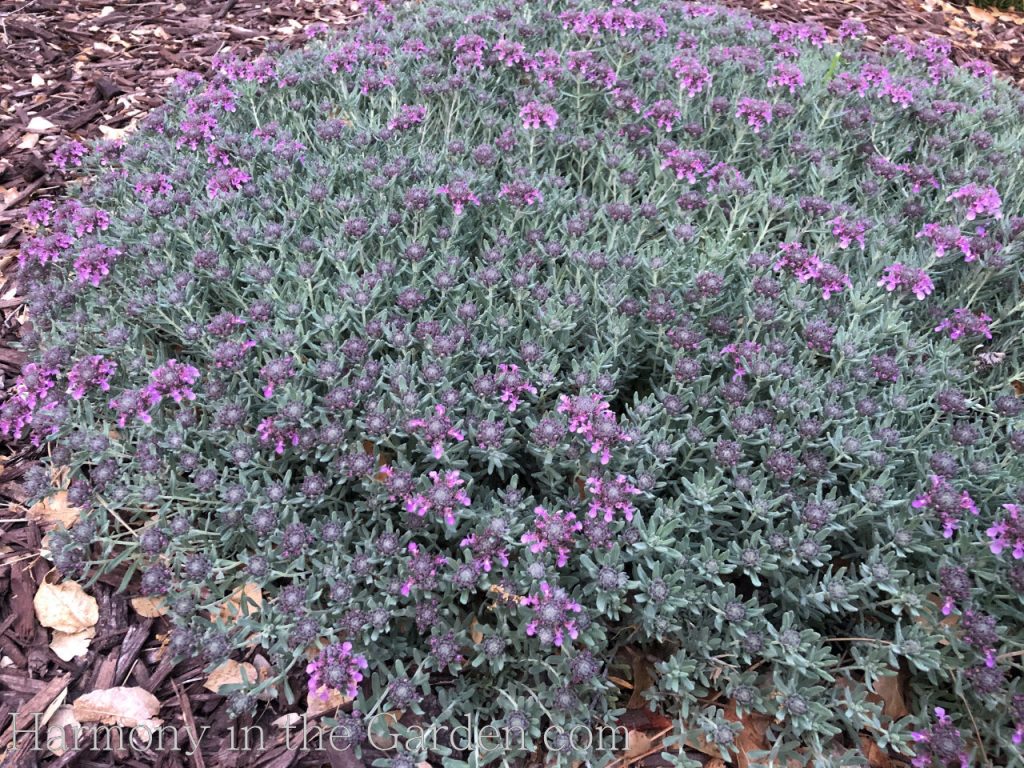 Teucrium cossonii (Fruity Germander)