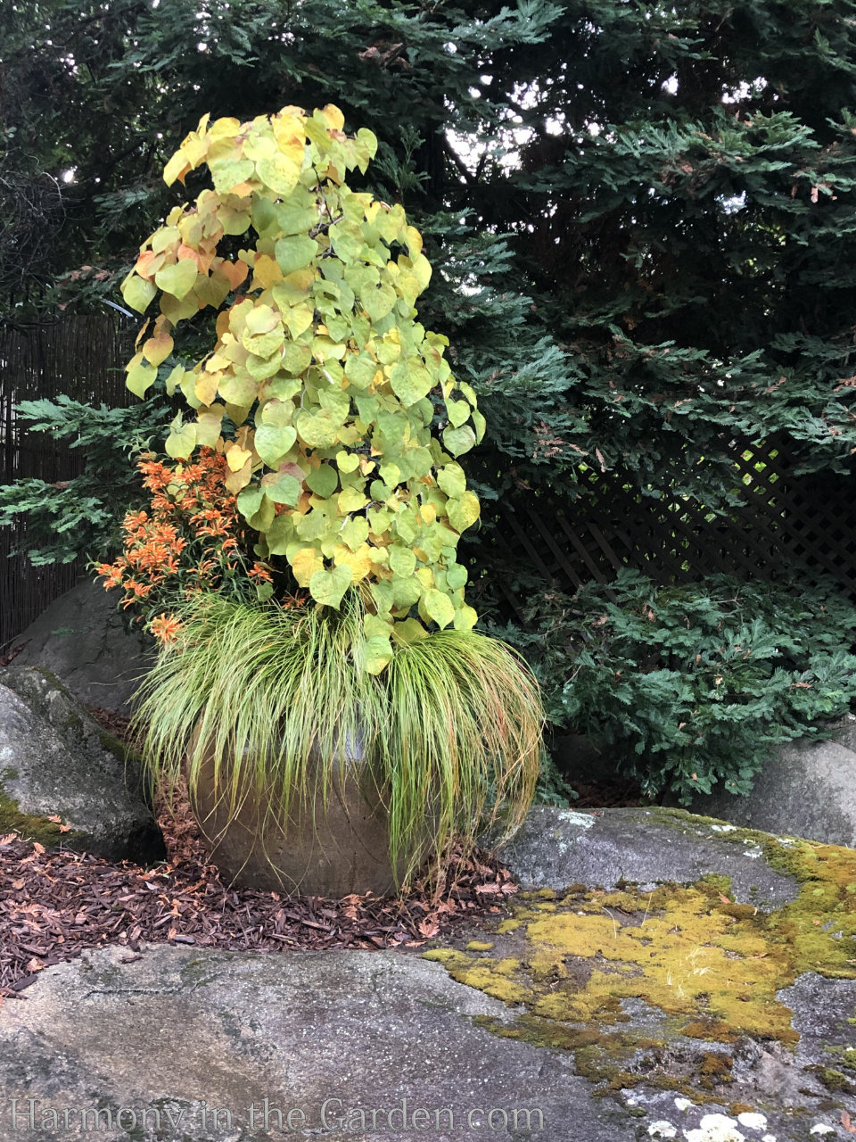 side yard makeover