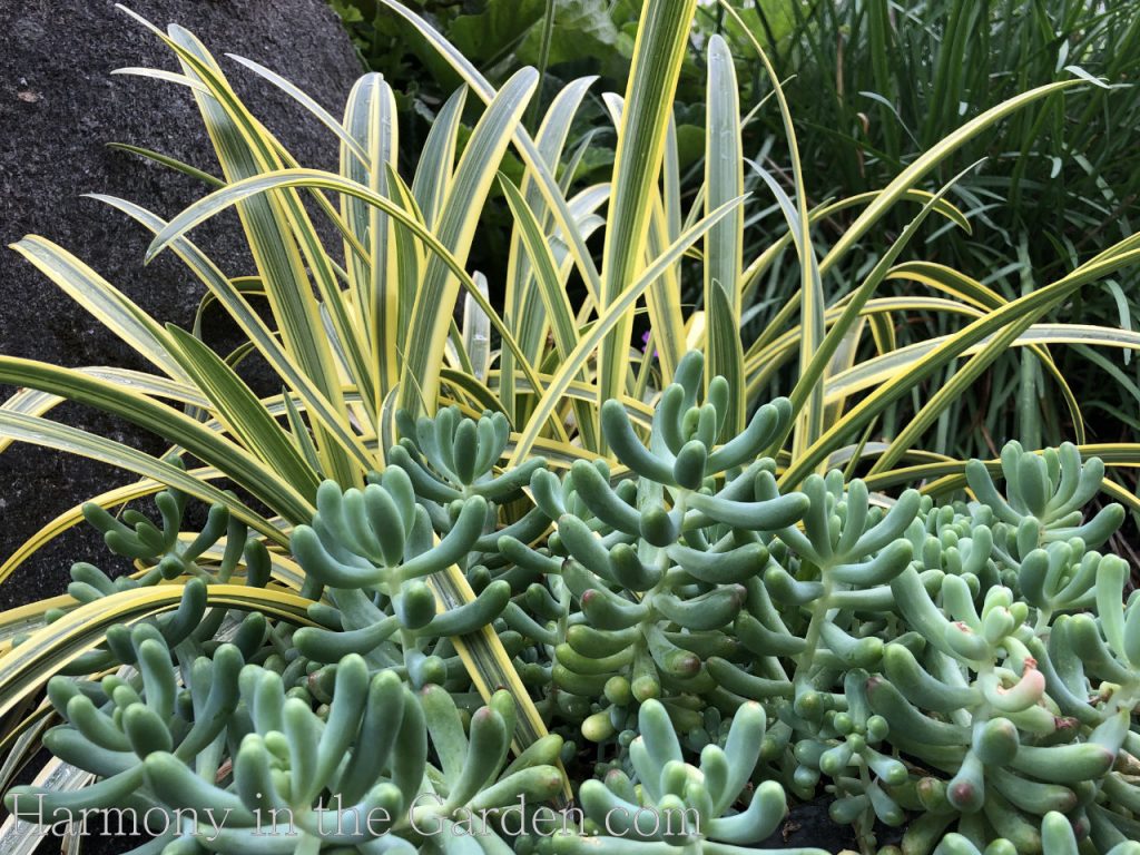 agapanthus summer sky and sedum pachyphyllum