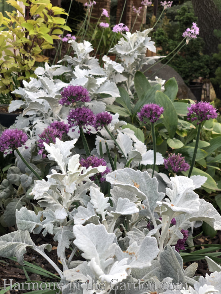 airy tall flowers