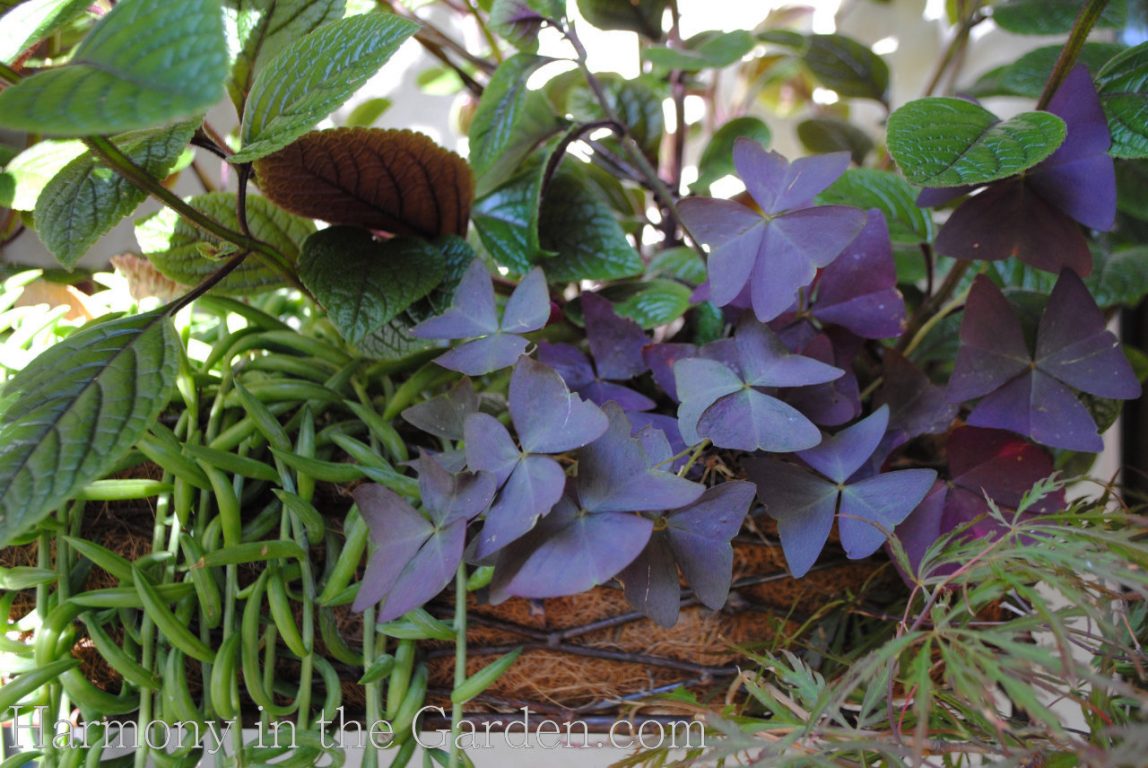 oxalis