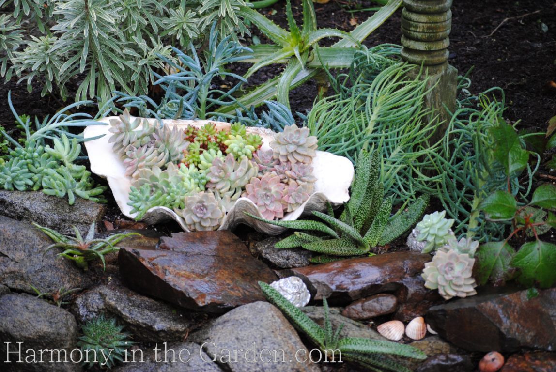 repurposed containers - succulents in shell