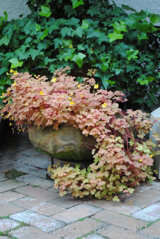 Ornamental Oxalis in the Garden - Harmony in the Garden