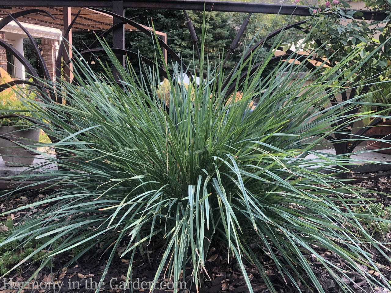 glaucous foliage