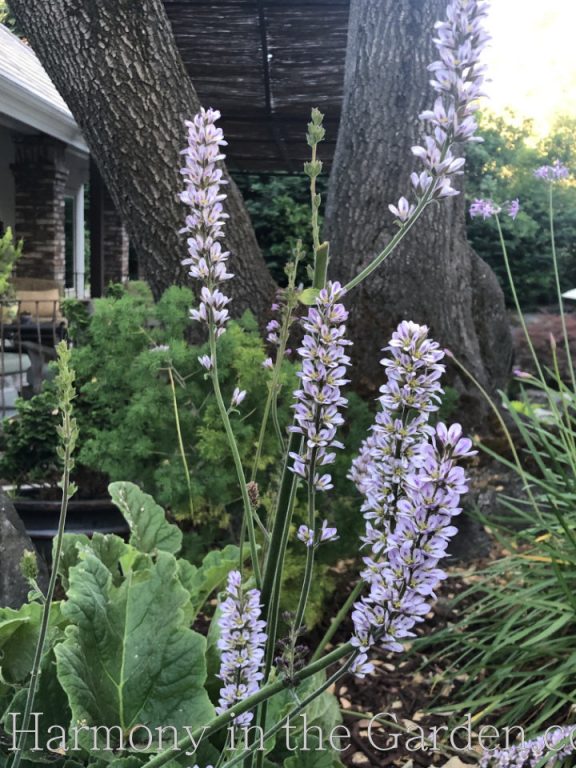 Francoa 'Lavender'