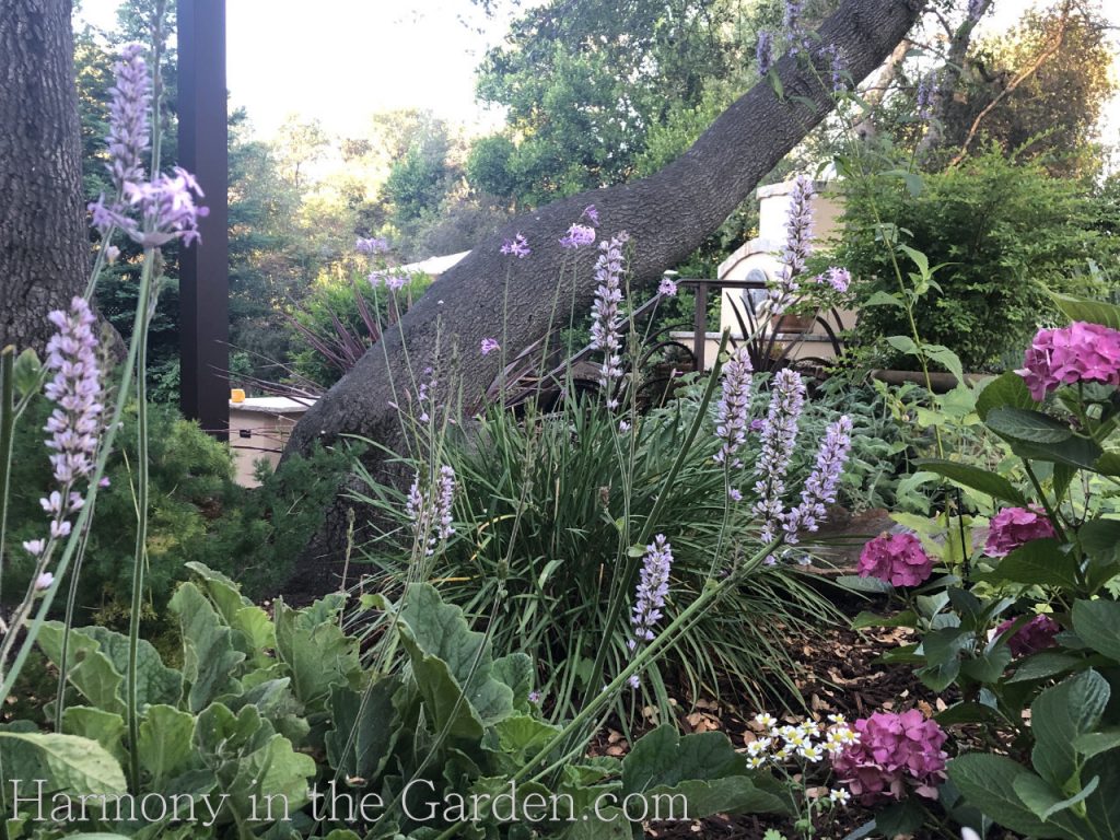 francoa ramosa