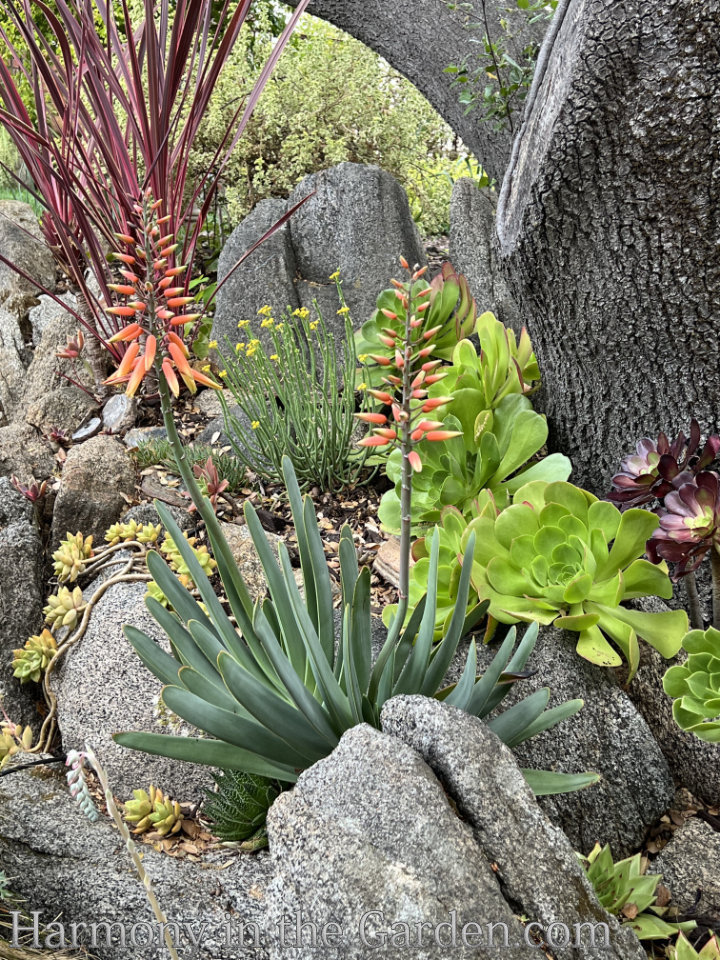 Gardening Under Oaks: Learning to Love Dry-Shade Plants - Harmony in the  Garden