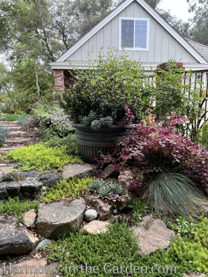 gardening under oaks