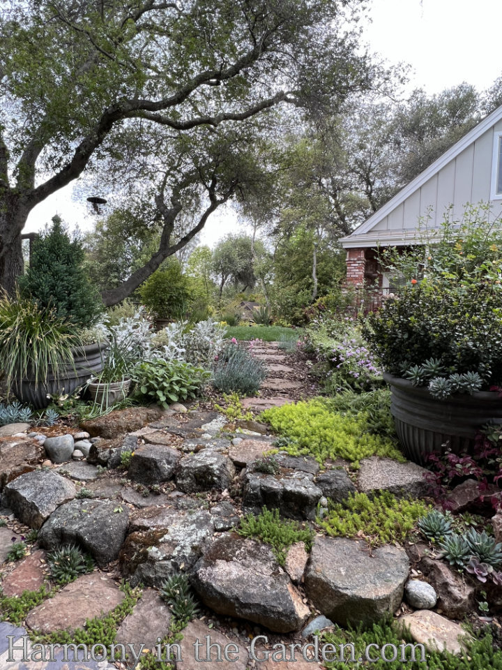 gardening under oaks