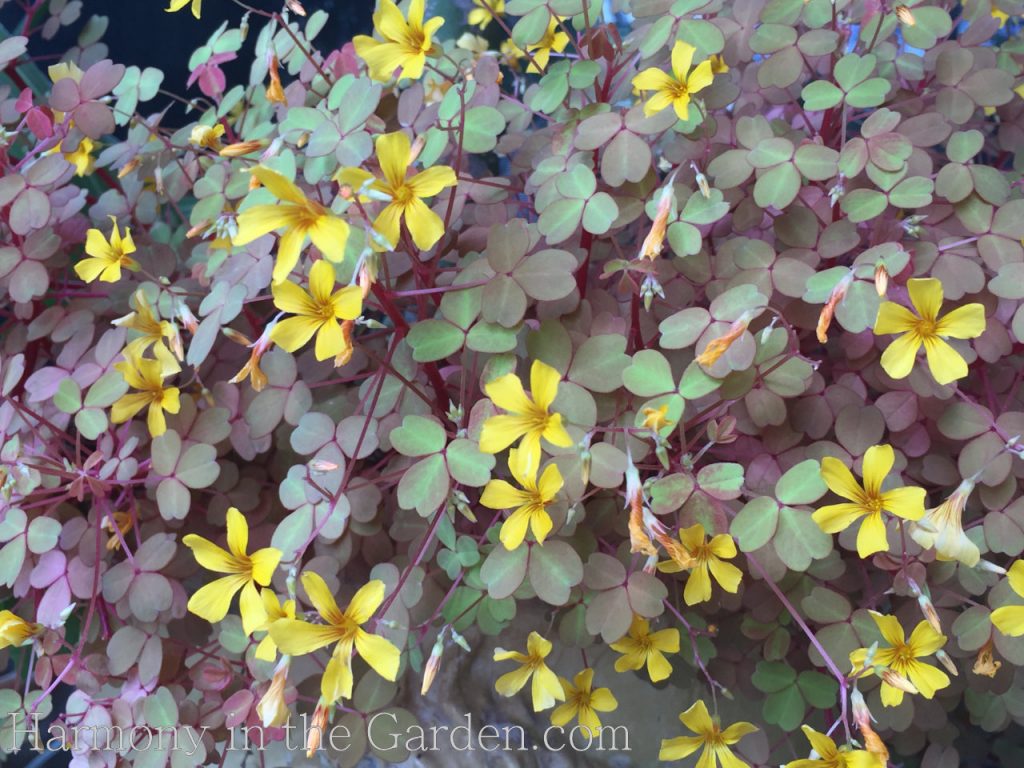 Ornamental Oxalis in the Garden - Harmony in the Garden