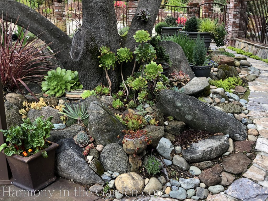 Gardening under oaks