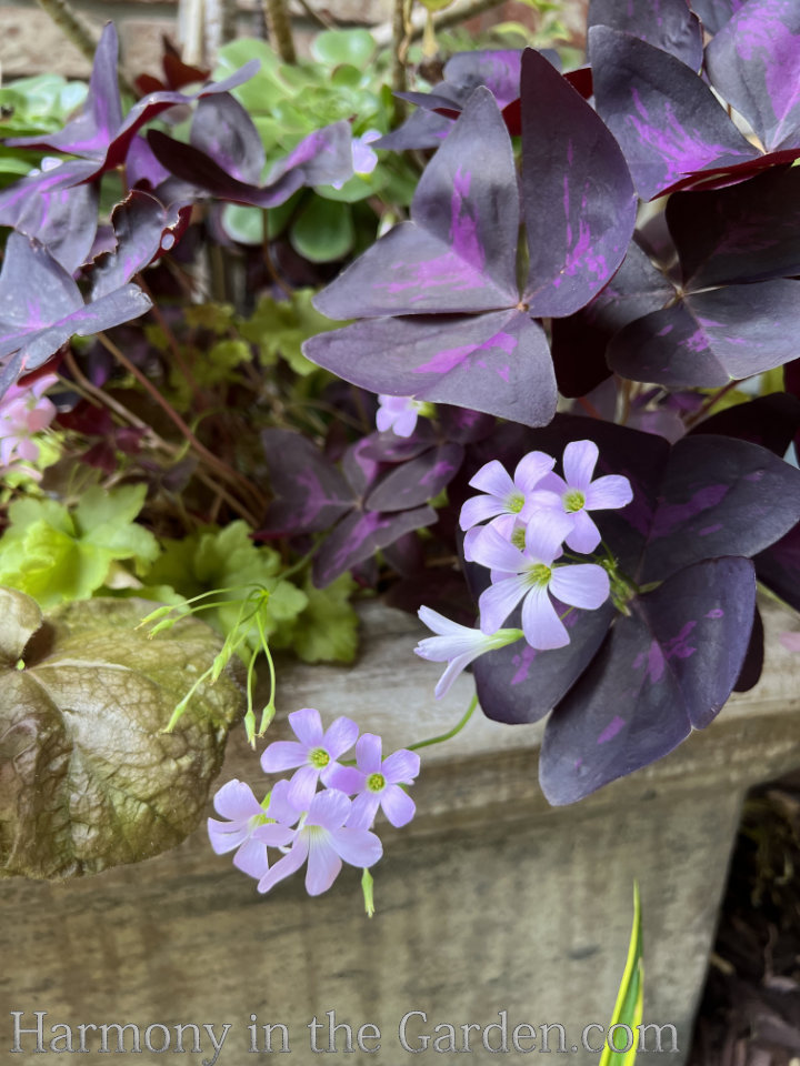 Jardiland - Oxalis triangularis, un Faux-Trèfle 🍀