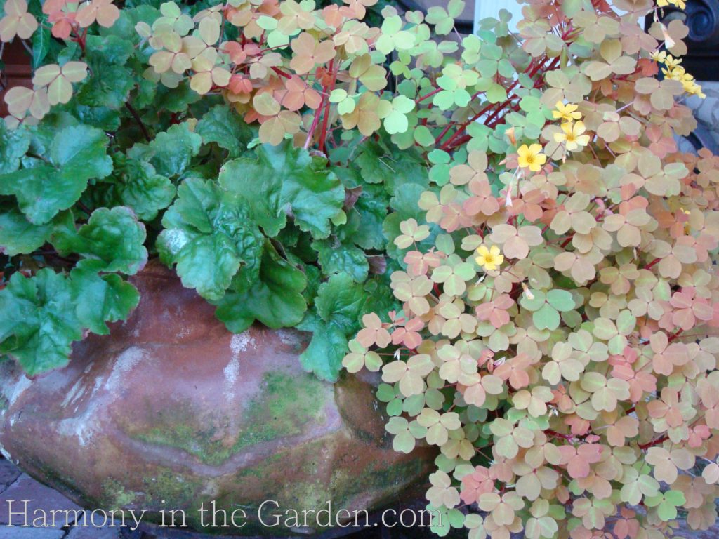 Ornamental Oxalis in the Garden - Harmony in the Garden