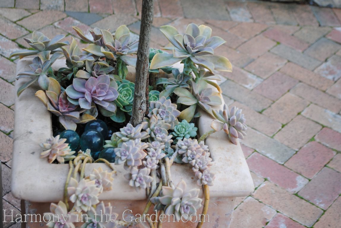 succulents in containers