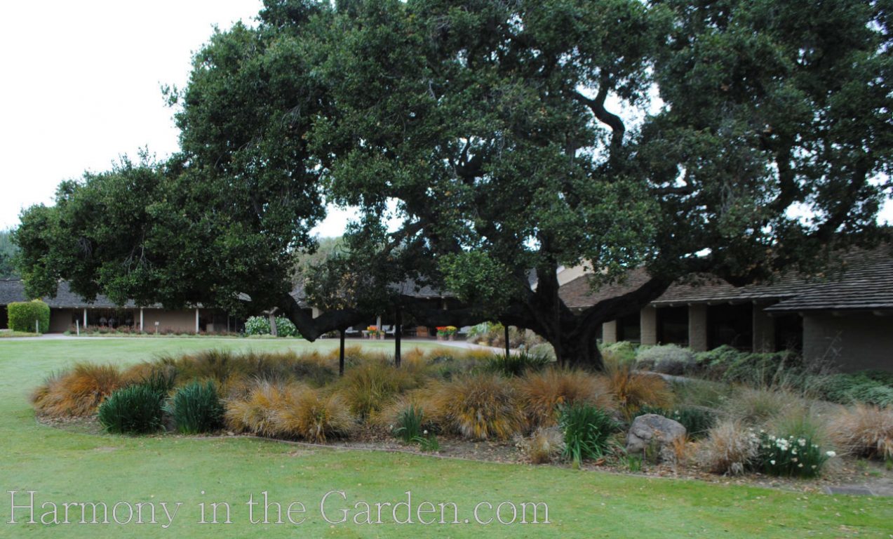 gardening under oaks