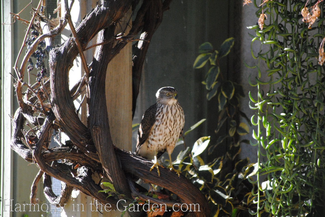 garden inspiration with dead trees and branches