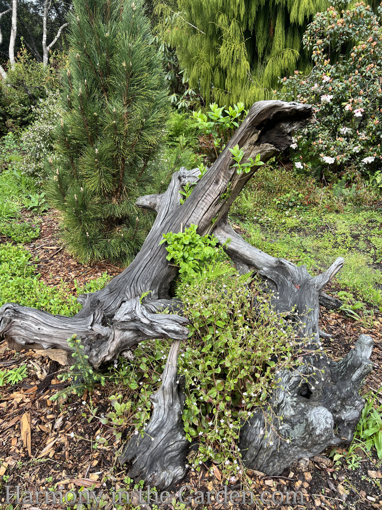 dead trees in the garden