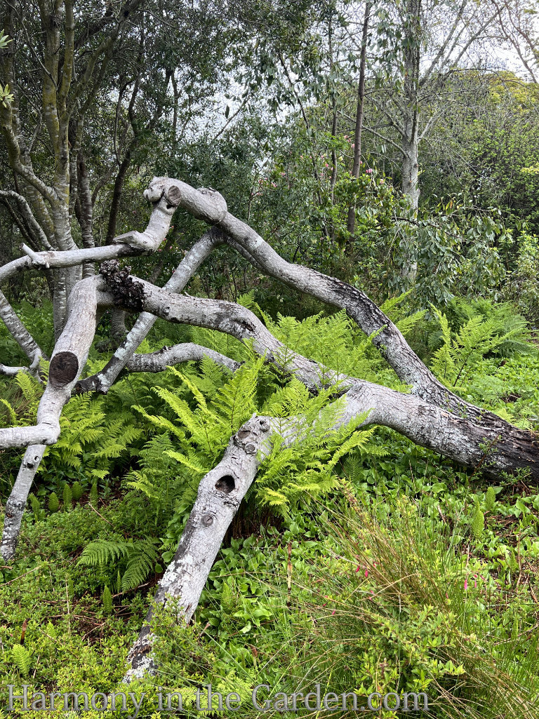 dead trees as sculpture