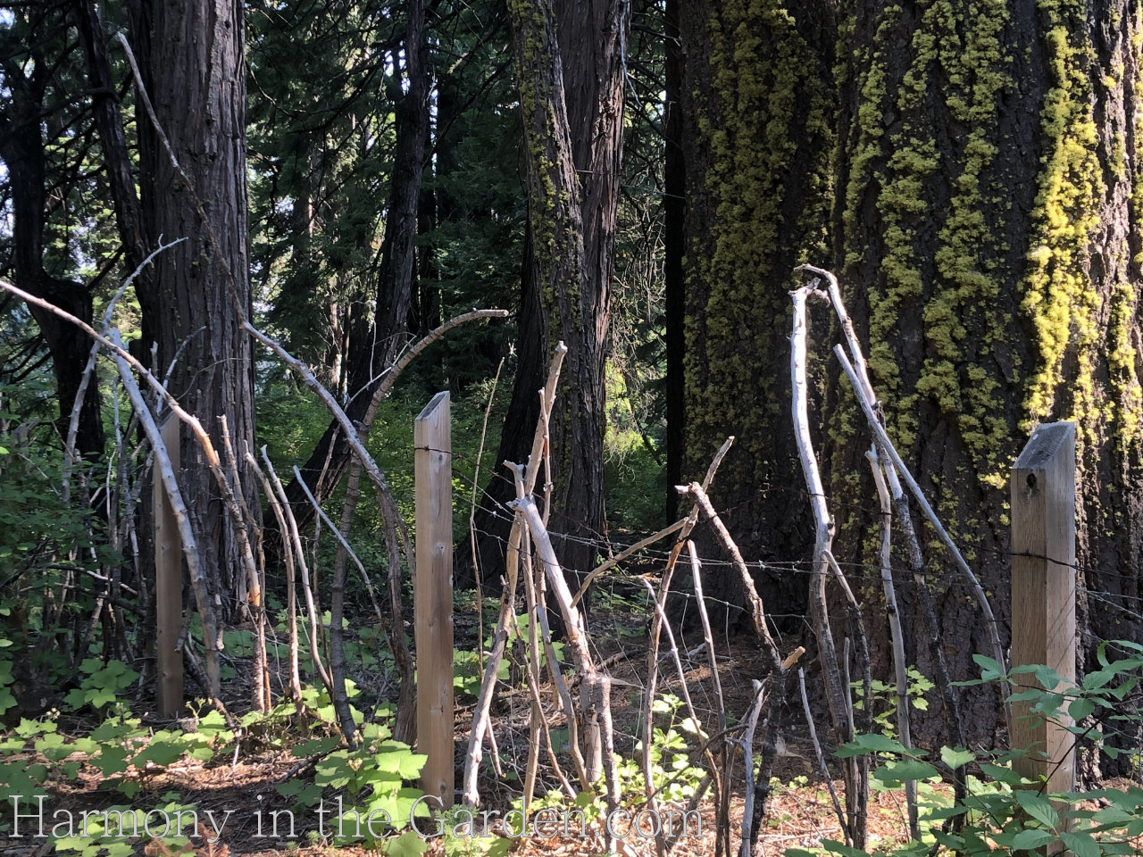 garden inspiration with dead trees and branches