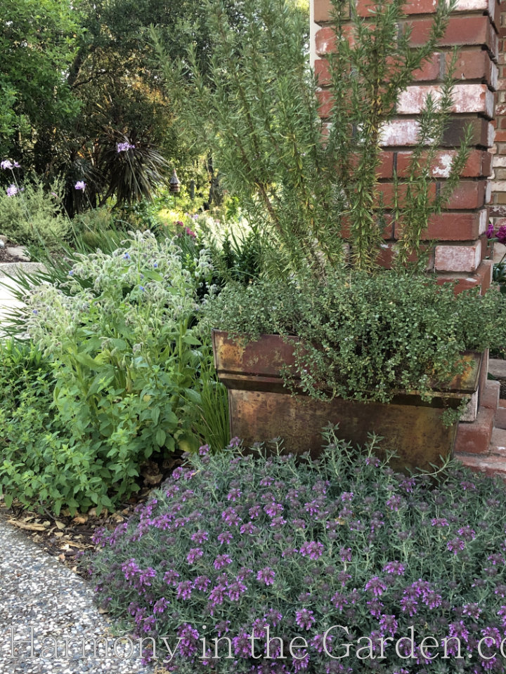 Renee's Garden Creeping Thyme