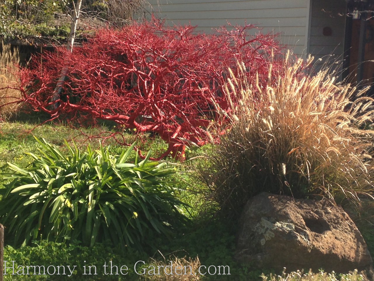 garden inspiration with dead trees and branches