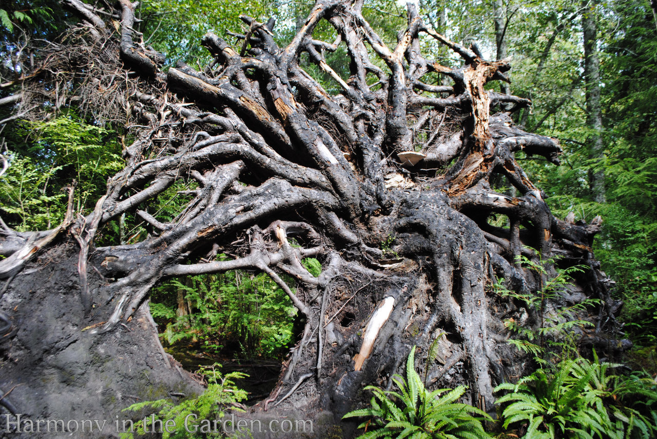 tree roots garden