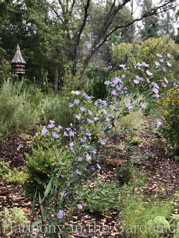 Pollinator Garden - Aster laevis