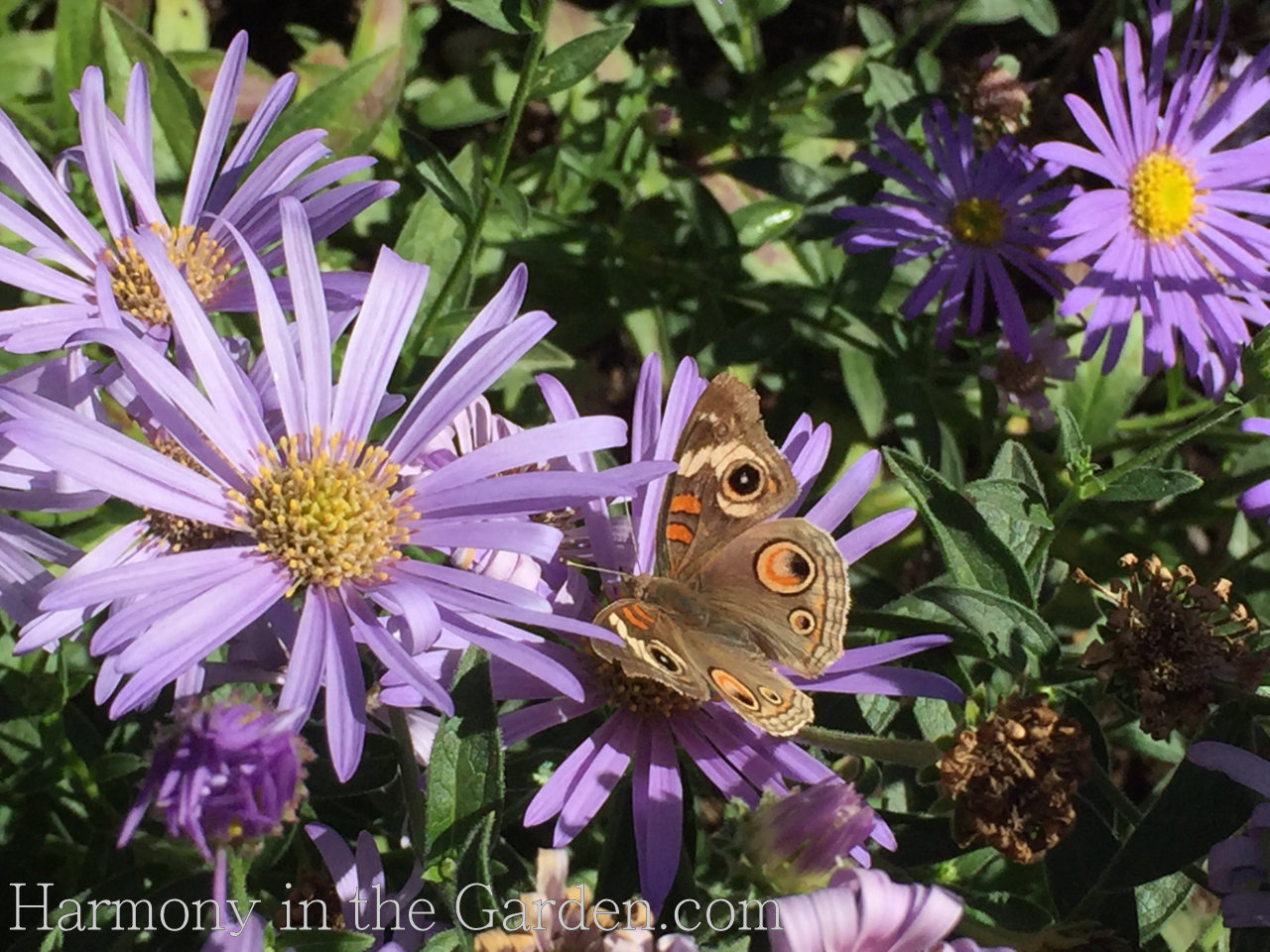 pollinator garden