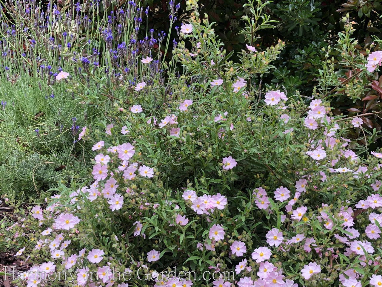 Pollinator Garden - Cistus skanbergii