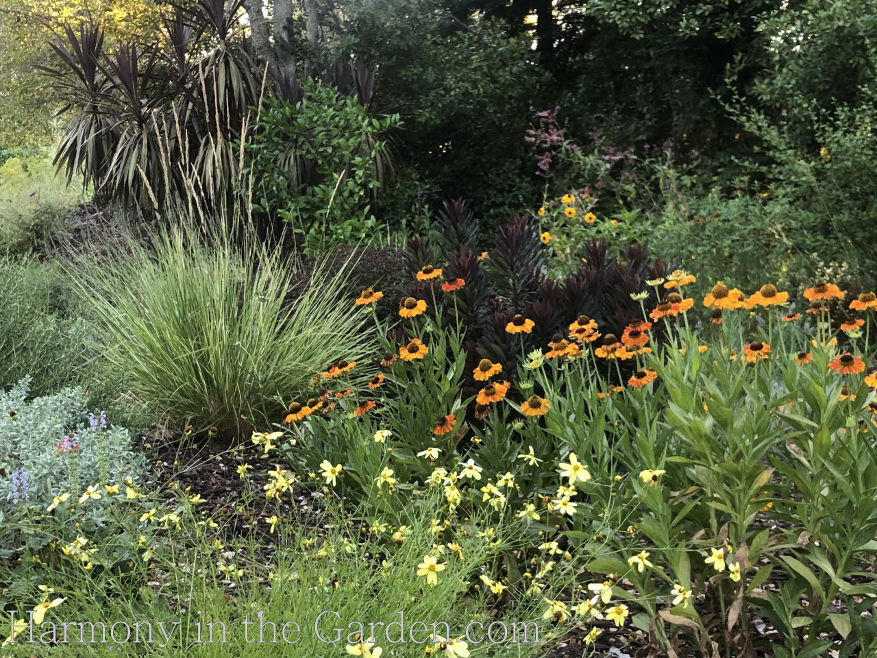 Pollinator Garden - Helenium 'Short & Sassy'