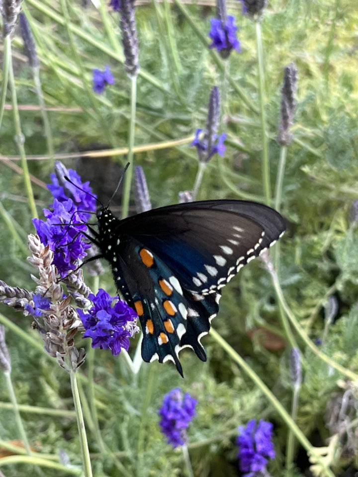 designing pollinator garden