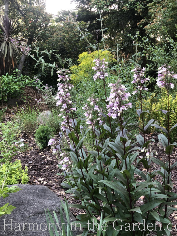 Pollinator Garden - Penstemon 'Midnight Masquerade''