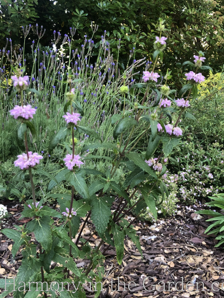 designing pollinator garden