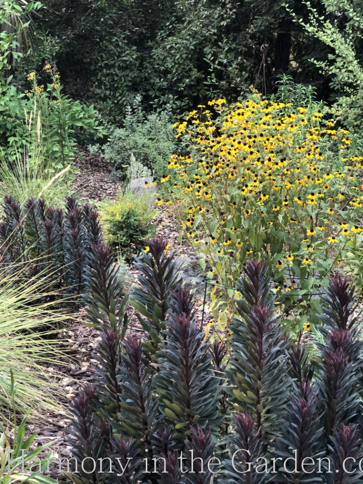 designing a meadow garden