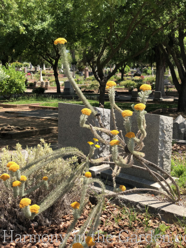 freaky creepy halloween plants