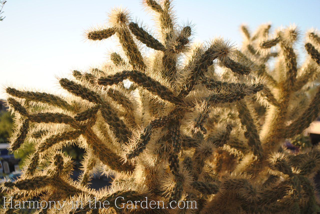 freaky creepy plants